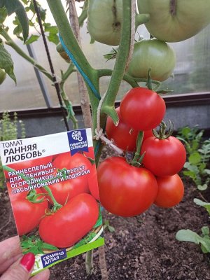 Томат Ранняя Любовь/Сем Алт/цп 0,05 гр. Наша Селекция!