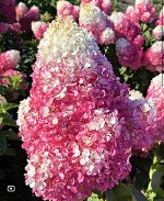 Гортензия метельчатая Strawberry Blossom / Строуберри Блоссом