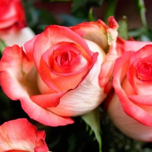Роза Блаш Розы Блаш представляют собой аккуратные кусты с прямостоячими побегами. Характеризуется многолетнее растение длинными изящными стеблями, редко усеянными острыми шипами, средней загущенностью