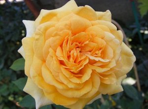 Роза СОФИЯ РЕНЕСАНС
