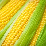 Кукуруза сахарная Золотой початок