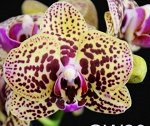 (P.Ark&#039;s Green Angel × P. Chia E Yeline) × P.Sin Yaun Golden Beauty