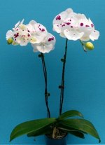 Dtps.Miki Dancer &#039;Uranus&#039;