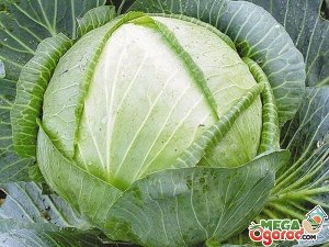 Капуста белокочанная Белорусская 455 (ЧБ) 0,5гр.