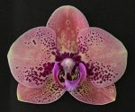 P. Lioulin Moon × P. OX Spot Queen