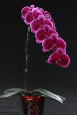 P. Miki Galaxy&#039;69&#039;