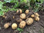 Картофель Адретта, 10 кг, средне ранний сорт