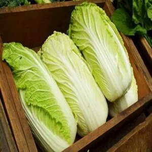 Капуста Пекинская София