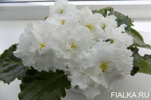 ЛЕ - Жасмин