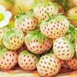 Земляника Белая Душа ремонтантная, белая 0,03гр Гавриш/ЦВ