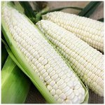 Кукуруза сахарная Белое облако