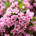 Вейгела  розовая