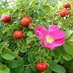 Шиповник морской