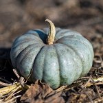 Тыква Pumpkin Jarrahdale