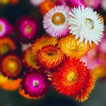 Гелихризум Helichrysum Pastel Giant Mixed