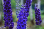 Дельфиниум delphinium black knight
