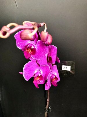 Фаленопсис, орхидея