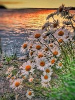 Картина стразами / Алмазная картина