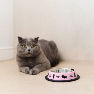 Миска металлическая для кошки с нескользящим основанием Yoga cat, 235 мл, 15х3.5 см