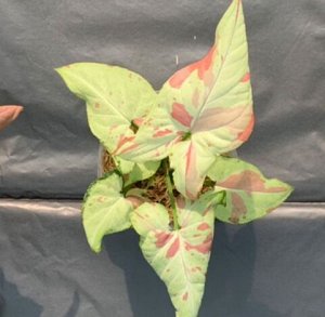 Syngonium podophyllum 'Pink Spot'