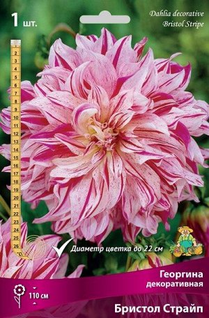 Георгина декоративная Бристол Страйп/Поиск/(1шт.-уп.)