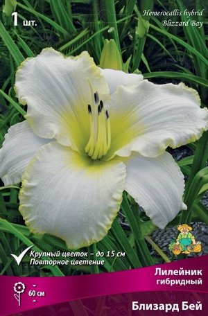 Лилейник гибридный Близард Бей/Поиск/(1шт.-уп.)