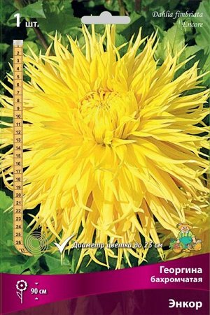 Георгина бахромчатая Энкор/Поиск/(1шт.-уп.)