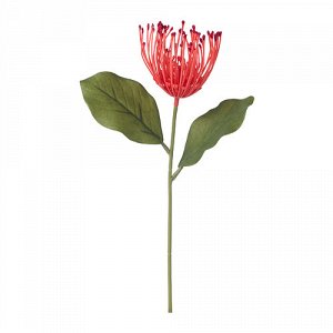 Смикка Цветок искусственный, протея, красный
30 см