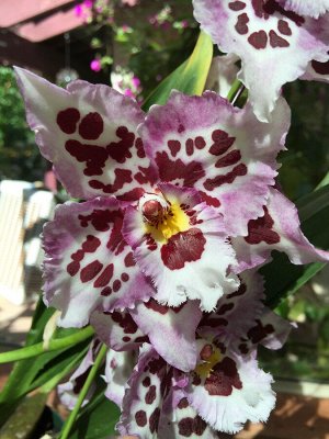 Орхидея Камбрия Ниппон