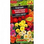 Георгина Махровые Миньоны смесь 7шт