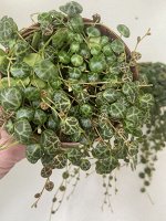 Пеперомия Прострата String of Turtles