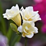 Фрезия Махровая Белая