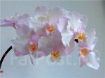 В24 Phal. Liu&#039;s Sakura &#039;KF#4&#039;