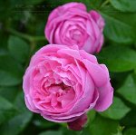 Роза парковая (Луис Одьер) Louise Odier