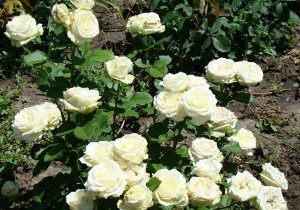 Роза чайно-гибридная (Абаланш) Avalanche