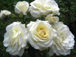 Роза плетистая (Шнеевальцер) Schneewalzer