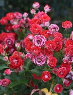 Роза флорибунда (Шоне Кобленцерин) Schone Koblenzerin