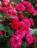 Роза флорибунда (Домейн де Ст) Domaine de St