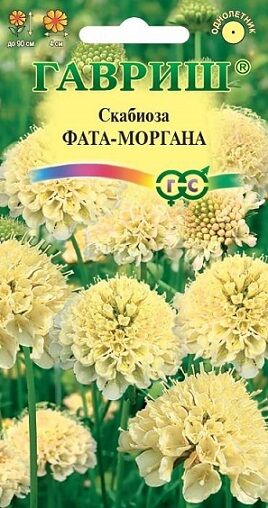 Скабиоза Фата-моргана (Код: 90701)