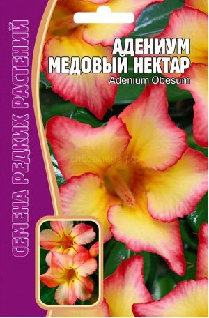 Адениум Медовый нектар (Редкие)