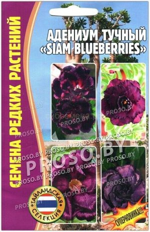 Адениум Сиамская черника - Siam Blueberries (Редкие)