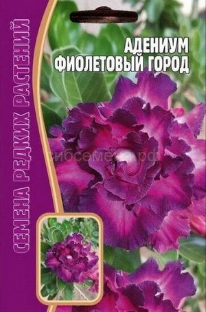 Адениум Фиолетовый город (Редкие)