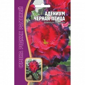 Адениум Черная птица (Редкие)