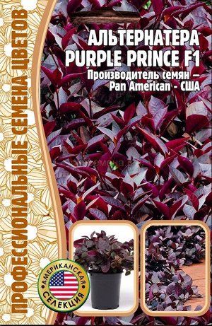 Альтернатера Пурпурный принц F1 Purple prince (Редкие)