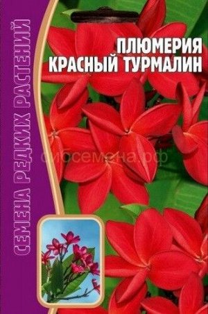 Плюмерия Красный турмлин (Редкие)