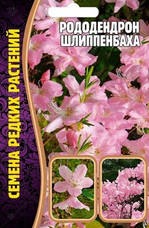 Рододендрон Шлиппенбаха (Редкие)