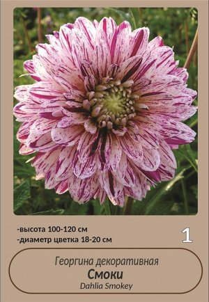 Георгины Смоки 1шт СдС