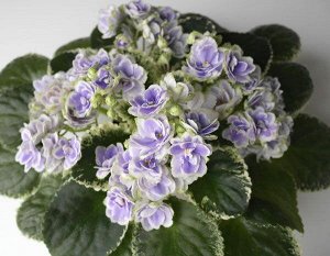 Фиалка Махровые тёмно - лавандовые цветы с широкой белой  каймой и зелёным краем. Зелёно - кремовый пестролистник.