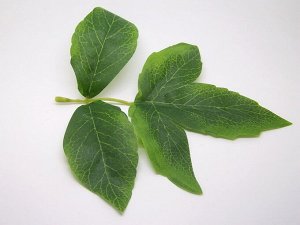 Листья из ткани