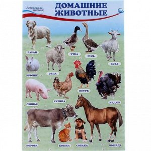 Набор плакатов ""Домашние, лесные животные,фрукты и ягоды, овощи"" с заданием, А4